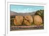 Giant Walnuts on Flatbed-null-Framed Art Print