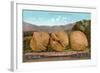 Giant Walnuts on Flatbed-null-Framed Art Print