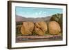 Giant Walnuts on Flatbed-null-Framed Art Print