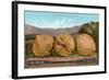 Giant Walnuts on Flatbed-null-Framed Art Print