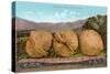 Giant Walnuts on Flatbed-null-Stretched Canvas