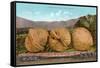 Giant Walnuts on Flatbed-null-Framed Stretched Canvas