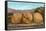 Giant Walnuts on Flatbed-null-Framed Stretched Canvas