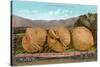 Giant Walnuts on Flatbed-null-Stretched Canvas