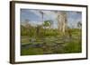 Giant Water Lilies Only Found in the Amazon on the Flood Plains-Mallorie Ostrowitz-Framed Photographic Print