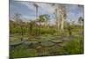 Giant Water Lilies Only Found in the Amazon on the Flood Plains-Mallorie Ostrowitz-Mounted Photographic Print