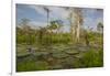 Giant Water Lilies Only Found in the Amazon on the Flood Plains-Mallorie Ostrowitz-Framed Photographic Print