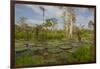 Giant Water Lilies Only Found in the Amazon on the Flood Plains-Mallorie Ostrowitz-Framed Photographic Print