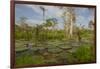 Giant Water Lilies Only Found in the Amazon on the Flood Plains-Mallorie Ostrowitz-Framed Photographic Print