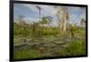 Giant Water Lilies Only Found in the Amazon on the Flood Plains-Mallorie Ostrowitz-Framed Photographic Print