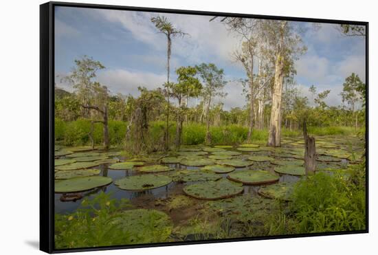 Giant Water Lilies Only Found in the Amazon on the Flood Plains-Mallorie Ostrowitz-Framed Stretched Canvas