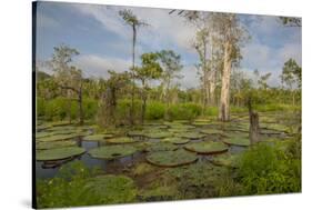 Giant Water Lilies Only Found in the Amazon on the Flood Plains-Mallorie Ostrowitz-Stretched Canvas