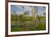 Giant Water Lilies Only Found in the Amazon on the Flood Plains-Mallorie Ostrowitz-Framed Photographic Print