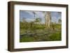 Giant Water Lilies Only Found in the Amazon on the Flood Plains-Mallorie Ostrowitz-Framed Photographic Print