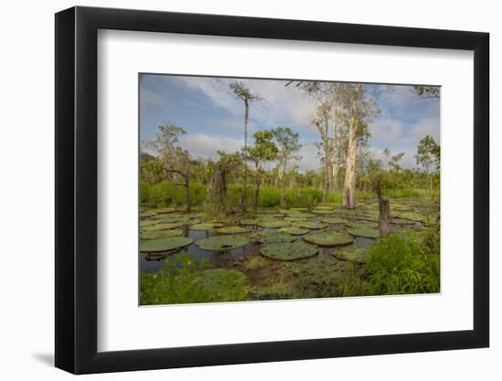 Giant Water Lilies Only Found in the Amazon on the Flood Plains-Mallorie Ostrowitz-Framed Photographic Print