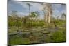 Giant Water Lilies Only Found in the Amazon on the Flood Plains-Mallorie Ostrowitz-Mounted Photographic Print