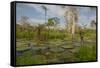 Giant Water Lilies Only Found in the Amazon on the Flood Plains-Mallorie Ostrowitz-Framed Stretched Canvas