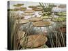 Giant Water Lily-Julie Carlson-Stretched Canvas
