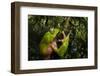 Giant waxy monkey frog Lowland Amazon rainforest, Peru-Alex Hyde-Framed Photographic Print