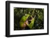 Giant waxy monkey frog Lowland Amazon rainforest, Peru-Alex Hyde-Framed Photographic Print