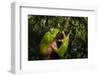 Giant waxy monkey frog Lowland Amazon rainforest, Peru-Alex Hyde-Framed Photographic Print