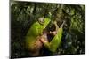 Giant waxy monkey frog Lowland Amazon rainforest, Peru-Alex Hyde-Mounted Photographic Print