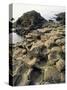 Giants Causeway, Unesco World Heritage Site, County Antrim, Ulster, Northern Ireland-G Richardson-Stretched Canvas