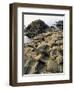 Giants Causeway, Unesco World Heritage Site, County Antrim, Ulster, Northern Ireland-G Richardson-Framed Photographic Print