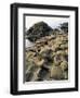 Giants Causeway, Unesco World Heritage Site, County Antrim, Ulster, Northern Ireland-G Richardson-Framed Photographic Print