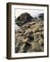 Giants Causeway, Unesco World Heritage Site, County Antrim, Ulster, Northern Ireland-G Richardson-Framed Photographic Print