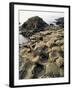 Giants Causeway, Unesco World Heritage Site, County Antrim, Ulster, Northern Ireland-G Richardson-Framed Photographic Print