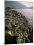 Giants Causeway, Unesco World Heritage Site, County Antrim, Ulster, Northern Ireland-G Richardson-Mounted Photographic Print