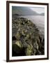 Giants Causeway, Unesco World Heritage Site, County Antrim, Ulster, Northern Ireland-G Richardson-Framed Photographic Print