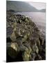 Giants Causeway, Unesco World Heritage Site, County Antrim, Ulster, Northern Ireland-G Richardson-Mounted Photographic Print