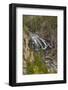 Gibbon Falls, Yellowstone National Park, Wyoming-Adam Jones-Framed Photographic Print