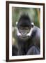 Gibbon Up Close-Lantern Press-Framed Art Print