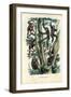 Gibbons, 1863-79-Raimundo Petraroja-Framed Giclee Print