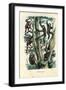 Gibbons, 1863-79-Raimundo Petraroja-Framed Giclee Print