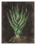 Agave Botanical I-Giclee Studio-Giclee Print