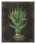 Agave Botanical I-Giclee Studio-Framed Giclee Print