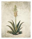 Flowering Succulent II-Giclee Studio-Giclee Print