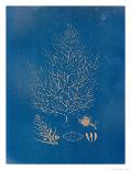 Sea Life II-Giclee Studio-Giclee Print