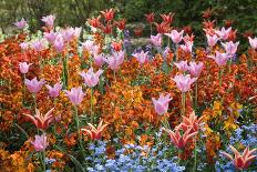 Colorful Flowers in St. James's Park-Gideon Mendel-Photographic Print