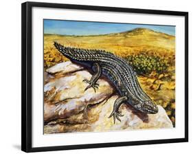 Gidgee Spiny-Tailed Skink or Stoke's Skink (Egernia Stokesii), Scincidae-null-Framed Giclee Print