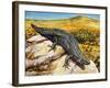 Gidgee Spiny-Tailed Skink or Stoke's Skink (Egernia Stokesii), Scincidae-null-Framed Giclee Print