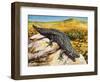 Gidgee Spiny-Tailed Skink or Stoke's Skink (Egernia Stokesii), Scincidae-null-Framed Premium Giclee Print