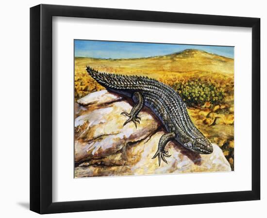 Gidgee Spiny-Tailed Skink or Stoke's Skink (Egernia Stokesii), Scincidae-null-Framed Premium Giclee Print