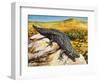 Gidgee Spiny-Tailed Skink or Stoke's Skink (Egernia Stokesii), Scincidae-null-Framed Premium Giclee Print