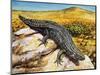 Gidgee Spiny-Tailed Skink or Stoke's Skink (Egernia Stokesii), Scincidae-null-Mounted Premium Giclee Print