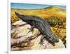 Gidgee Spiny-Tailed Skink or Stoke's Skink (Egernia Stokesii), Scincidae-null-Framed Giclee Print